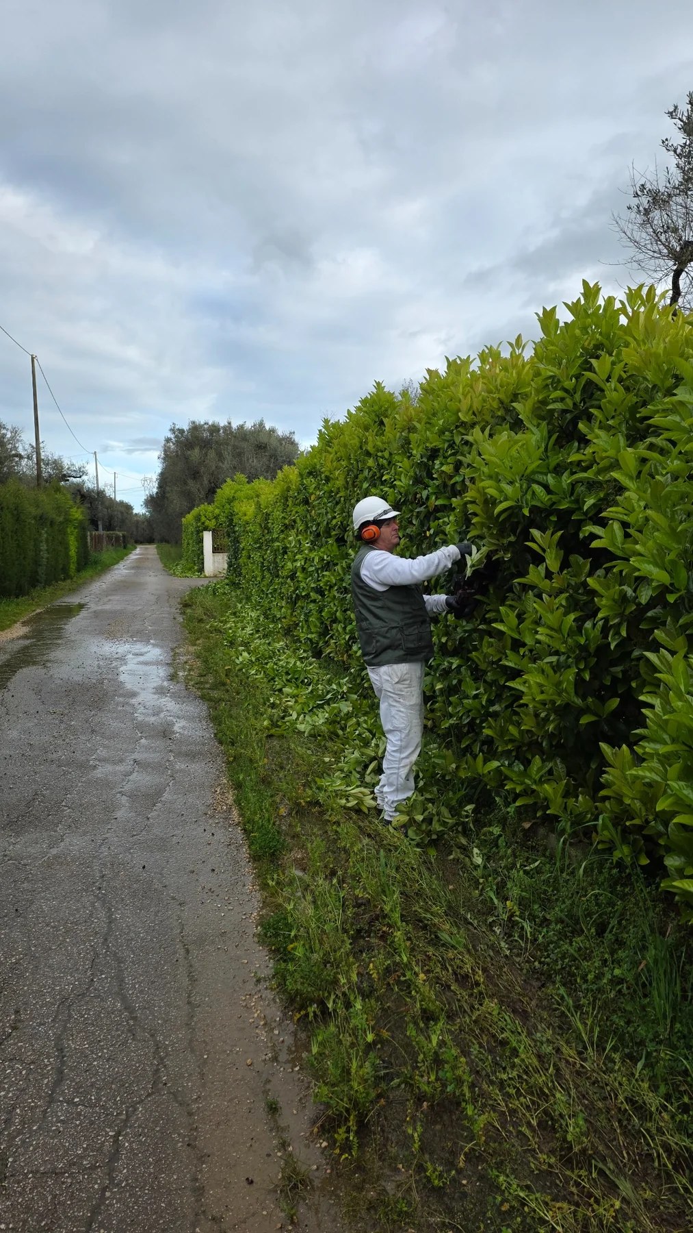 Manutenzione del verde DELLIMAURI 6