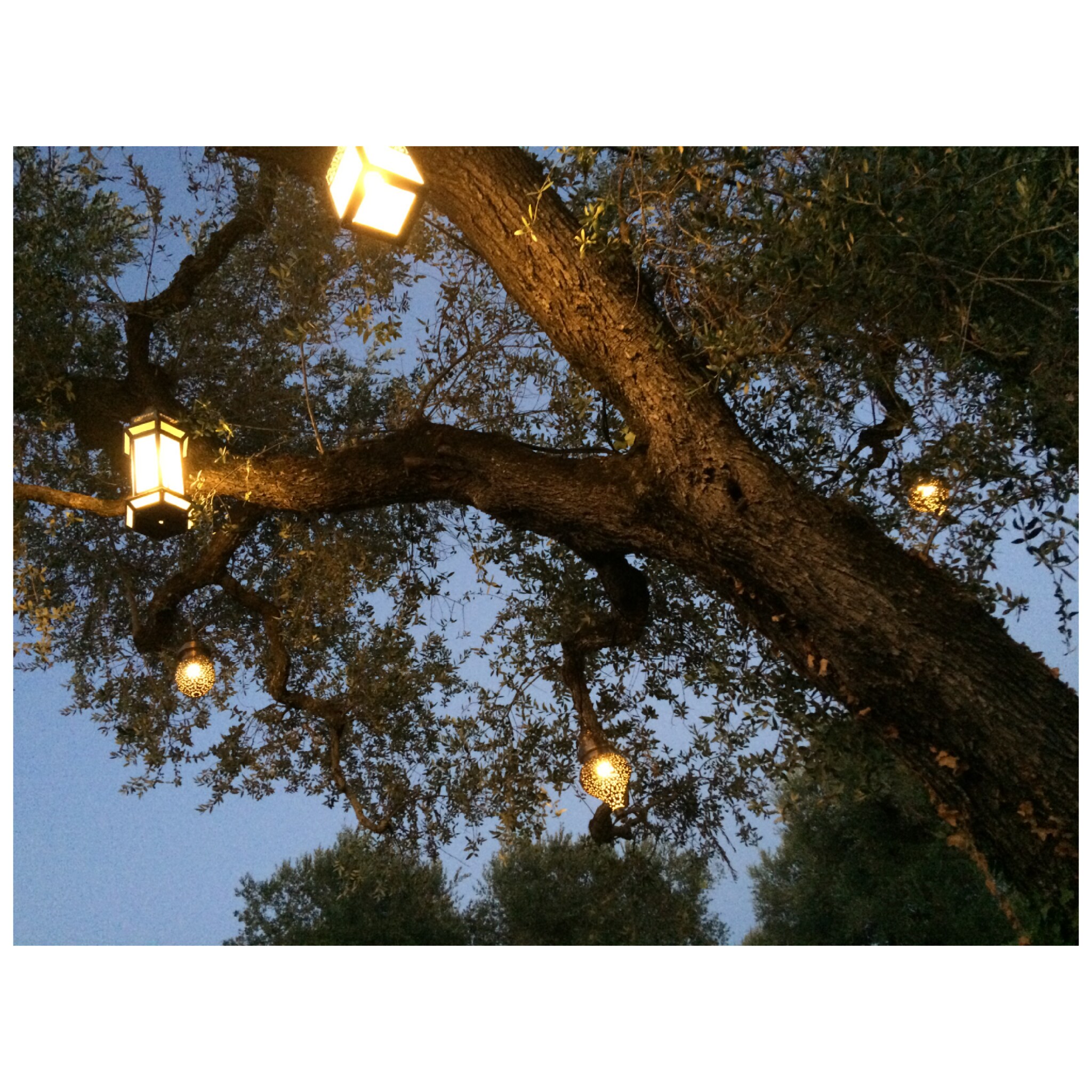 Villa storica: illuminazione decorativa sugli alberi